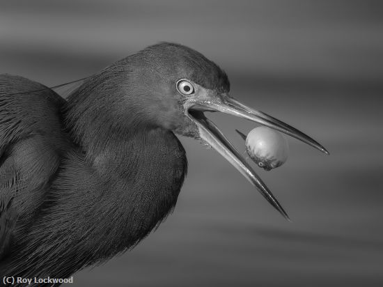 Missing Image: i_0057.jpg - This Might Be Tough to Swallow