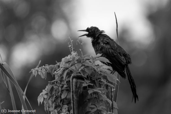Missing Image: i_0060.jpg - American crow