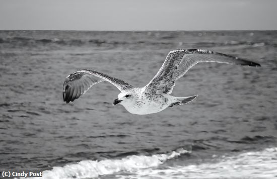 Missing Image: i_0062.jpg - The Passerby