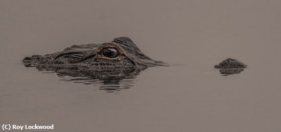 Missing Image: i_0071.jpg - Gator