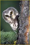 cp1_Inquisitive_Owl