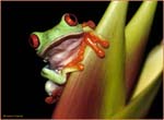 cp7_Red-Eyed_Tree_Frog