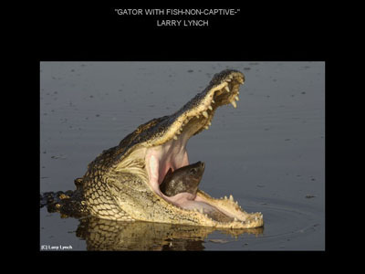 ei7_Gator_with_Fish-Non-Captive