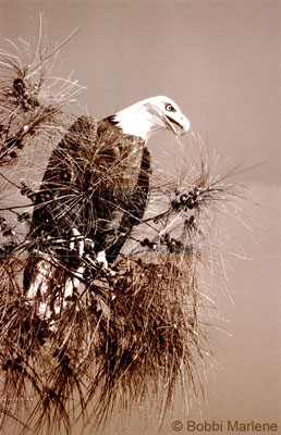 mp2_Eagle_in_Pine_Tree