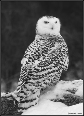 mp7_Snowy_Owl_in_Winter