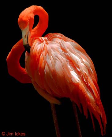 cp1_Jim_Ickes_Flamingo_small