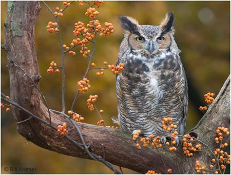 cp8_Bill_Kramer_Great-Horned-Owl