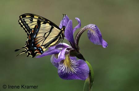 cs1_Irene_Kramer_Tiger_Swallowtail