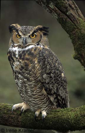 cs4_Irene_Kramer_Great_Horned_Owl