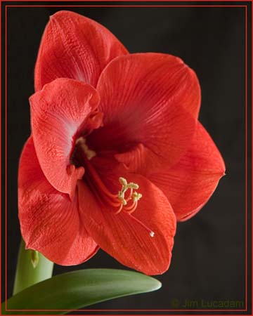 ei7_Jim_Lucadam_Amaryllis