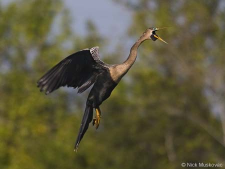 ei9_Nick_Muskovac_Anhinga-Flying-Beak-Open