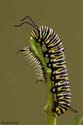 ei1_Larry_Lynch_Monarch-Caterpillars