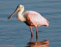 ei3_Tim_Strong_Roseate-Spoonbill