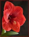 ei7_Jim_Lucadam_Amaryllis