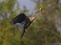 ei9_Nick_Muskovac_Anhinga-Flying-Beak-Open