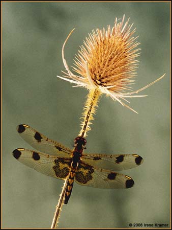 cp7_Irene_Kramer_Ten_Spot_On_Teasel