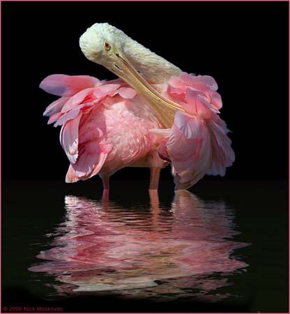 ei1_Nick_Muskovac_Spoonbill_Reflection