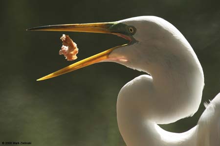 ei5_Mark_Zielinski_Egret_Eating