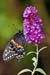 ei3_Robin_Rebeck_Black_Swallowtail