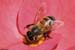 ei7_Jim_Ickes_Flower_And_A_Bee
