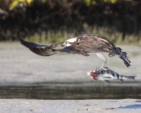 cp6_Phyllis_Carlson_Osprey_with_Sheephead