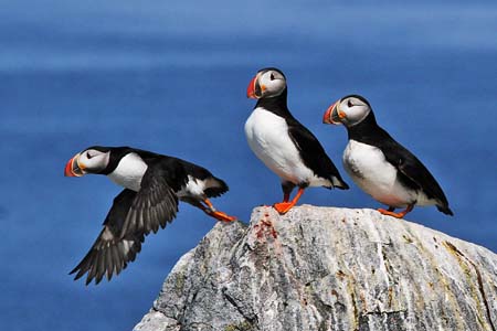 ei7_George_McKenna_Three_Puffins