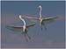 cp7_Bill_Kramer_Fighting_Great_Egrets