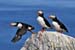 ei7_George_McKenna_Three_Puffins