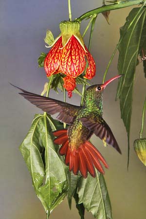 cp5_Marsha_McKenna_HummingBird_6
