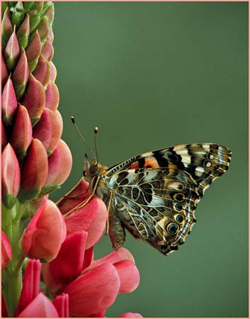 cp6_Bill_Kramer_Painted_Lady
