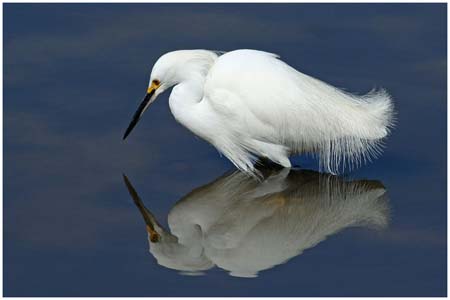 ei6_David_Erdman_Snowy_with_Reflection