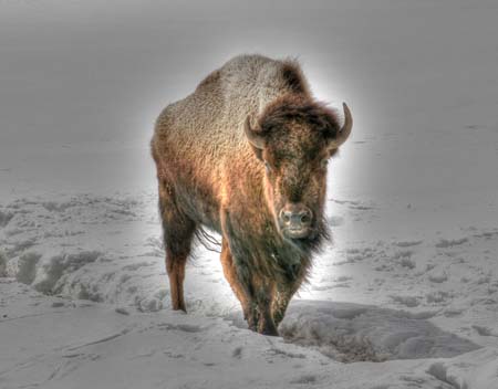 ei7_Karen_Hallett_Lone_Buffalo