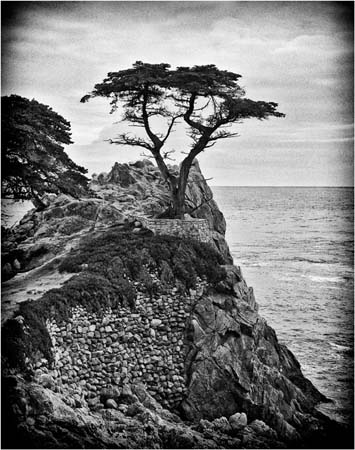 mp5_Irene_Kramer_Windswept_Cypress