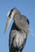 cp3_Phylliss_Carlson_Great_Blue_Heron