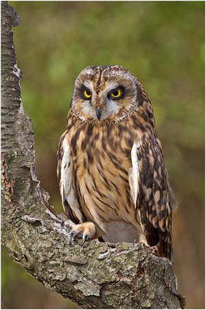 cp1_Bill_Kramer_Short_Eared_Owl