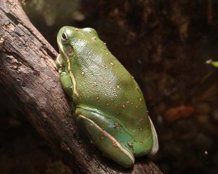 cp3_Kathy_Trentch_Tree_Frog