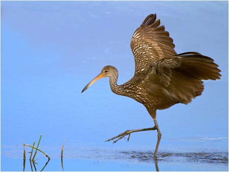 cp5_Bill_Kramer_Limpkin