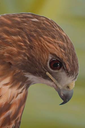 ei5_Ron-Caldwell_Redtail_Head