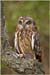 cp1_Bill_Kramer_Short_Eared_Owl