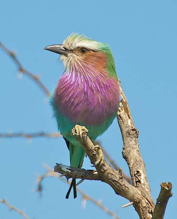 ei5_David_Bailes_Lilac_Breasted_Roller