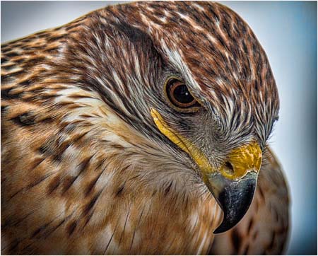 SCC-pallt2539-A1-Red Tail Hawk