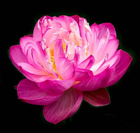 scc-yangh9046-A3-Lotus