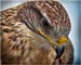 SCC-pallt2539-A1-Red Tail Hawk