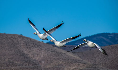 Migration-Flight-NM