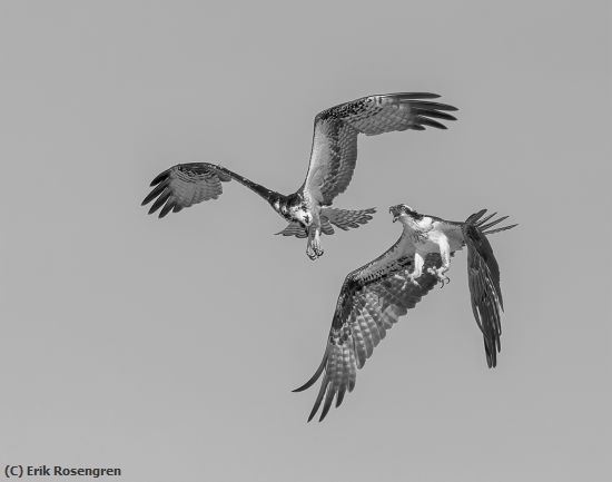 Missing Image: i_0073.jpg - Heated-argument-Osprey