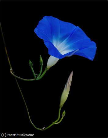 Missing Image: i_0009.jpg - Morning Glory