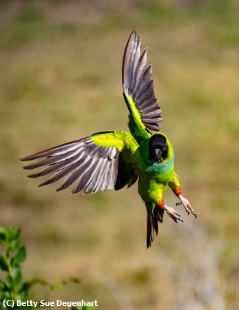 Missing Image: i_0020.jpg - Colorful-Flight