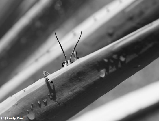 Missing Image: i_0067.jpg - Peeking out