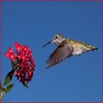 Blue-throated Hummer