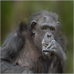 Heres Looking At You Kid